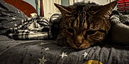 Milo is registered to the contest to win money with this photo: animal, bed, bedspread, blanket, cat, cozy, domestic, door, fur, furniture, indoor, mammal, moon, pet, relaxed, resting, sleepy, stars, tabby, wood
