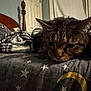 animal, bed, bedspread, blanket, cat, cozy, domestic, door, fur, furniture, indoor, mammal, moon, pet, relaxed, resting, sleepy, stars, tabby, wood