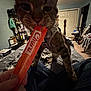 Milo joined the competition — help win amazing prizes! bed, bedroom, blanket, carpet, cat, cat_treat, closeup, clothing, door, furniture, guitar, hand, indoor, keyboard, lamp, person, pet, shelf, tabby_cat, toy