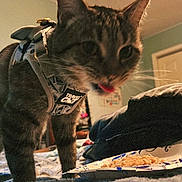 Milo joined the competition — help win amazing prizes! animal, bed, blanket, cat, close_up, clothing, curious, domestic_animal, door, feline, food, furniture, harness, indoor, pet, plate, room, tabby, tongue_out, whiskers