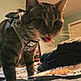 animal, bed, blanket, cat, close_up, clothing, curious, domestic_animal, door, feline, food, furniture, harness, indoor, pet, plate, room, tabby, tongue_out, whiskers