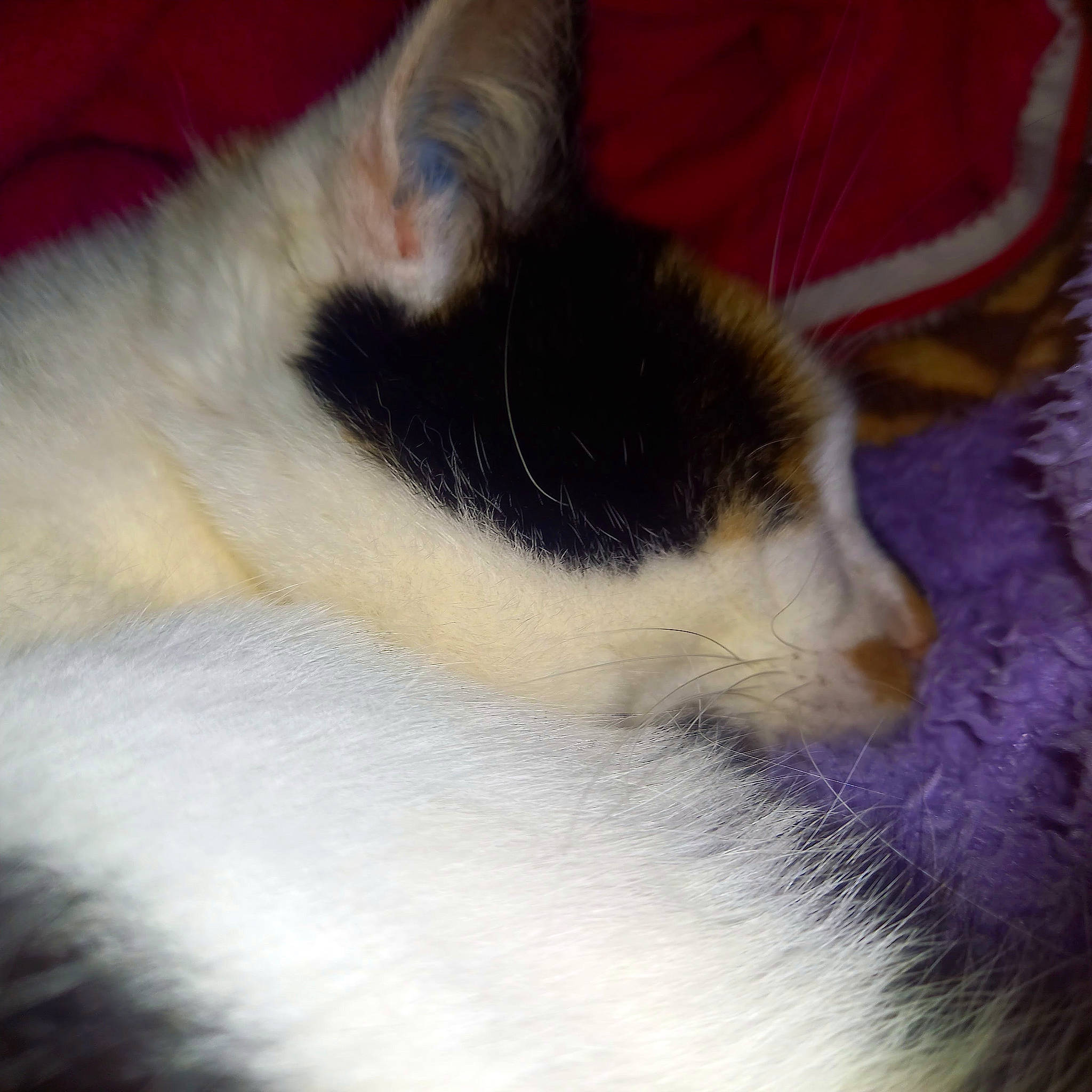 Flocon participe au concours pour gagner de l'argent avec cette photo : carnivore, cat, claw, cloud, comfort, domestic_short_haired_cat, felidae, fur, nap, paw, sleep, small_to_medium_sized_cats, snout, tail, whiskers