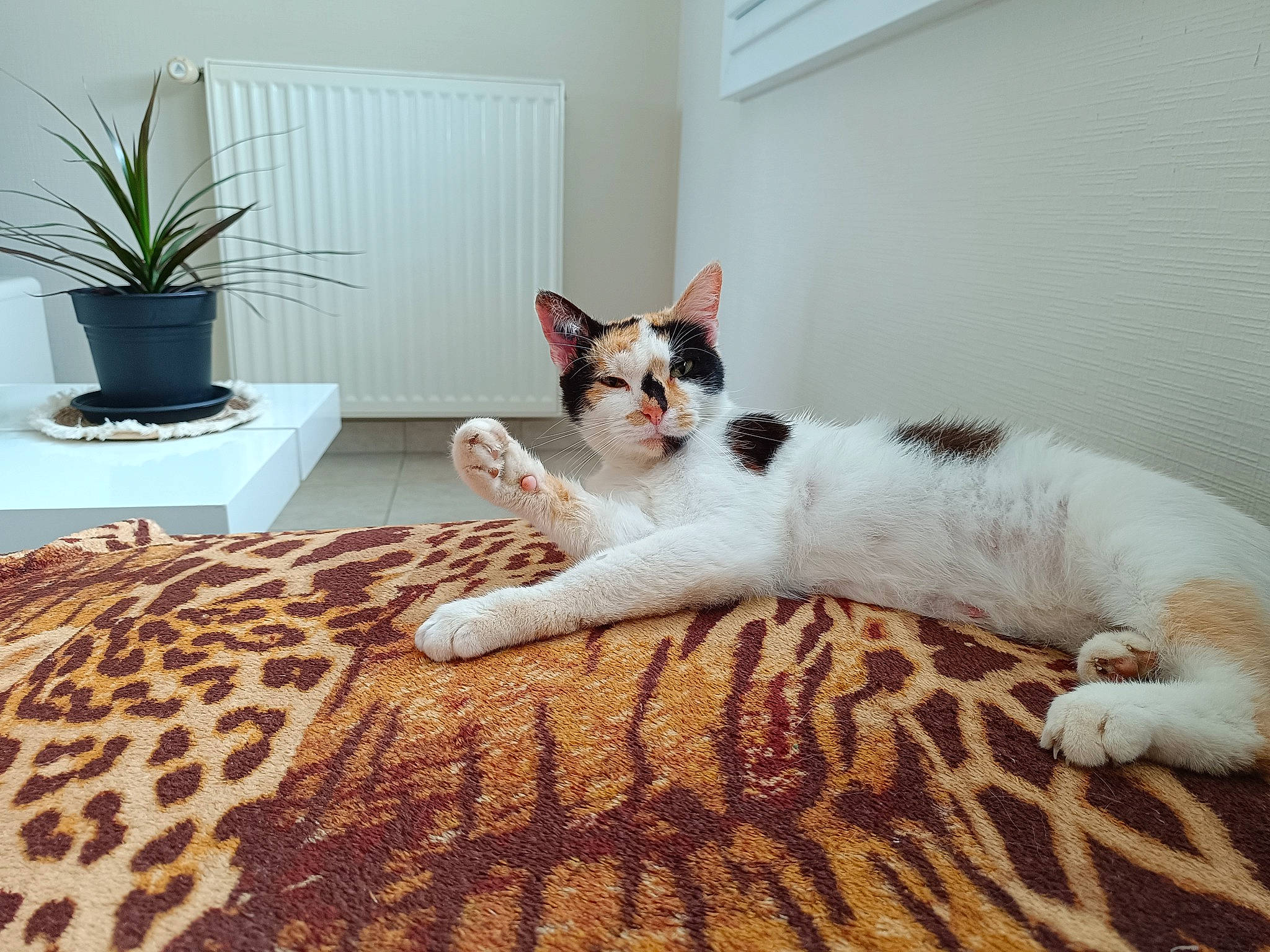 Flocon a rejoint le concours — aidez-le/la à gagner de superbes lots ! carnivore, cat, comfort, couch, domestic_short_haired_cat, fawn, felidae, flooring, flowerpot, fur, houseplant, linens, plant, small_to_medium_sized_cats, snout, tail, textile, vertebrate, whiskers, wood