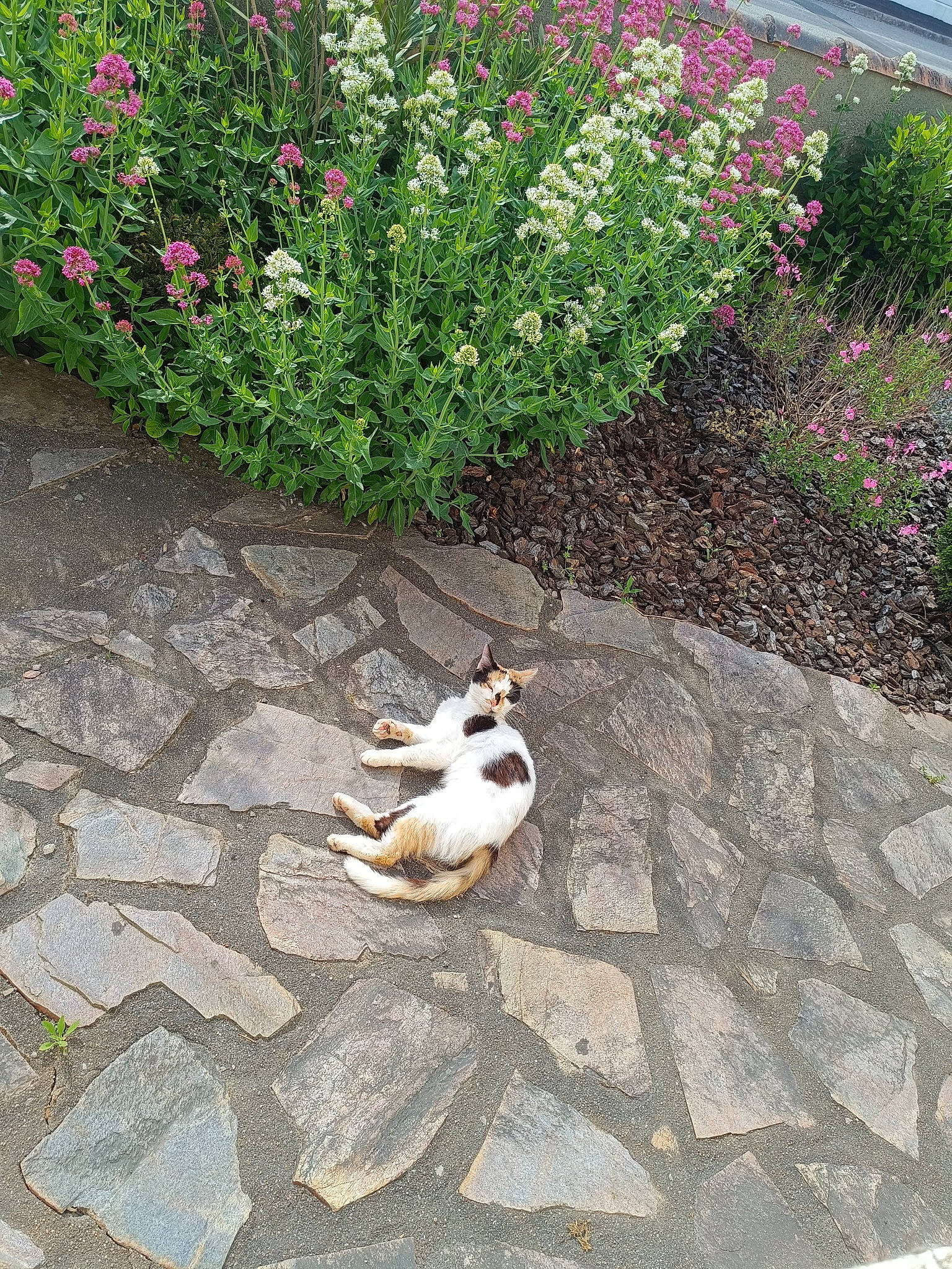 Flocon participe au concours pour gagner de l'argent avec cette photo : annual_plant, asphalt, carnivore, cat, companion_dog, fawn, felidae, flagstone, flooring, flower, grass, groundcover, landscape, petal, plant, road_surface, shrub, sidewalk, small_to_medium_sized_cats, tail