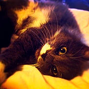 Gustave a rejoint le concours — aidez-le/la à gagner de superbes lots ! animal, blanket, cat, close_up, cozy, cute, domestic, feline, fluffy, fur, green_eyes, indoor, lying_down, pet, portrait, relaxed, resting, soft, warm_light, whiskers