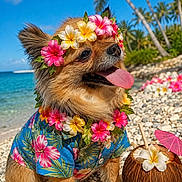 Oxane a rejoint le concours — aidez-le/la à gagner de superbes lots ! beach, blue_sky, coconut_drink, cute, dog, flower_crown, happy, hawaiian_shirt, lei, ocean, palm_trees, pet, rocks, sand, summer, sunny, tongue_out, tropical, umbrella, vacation