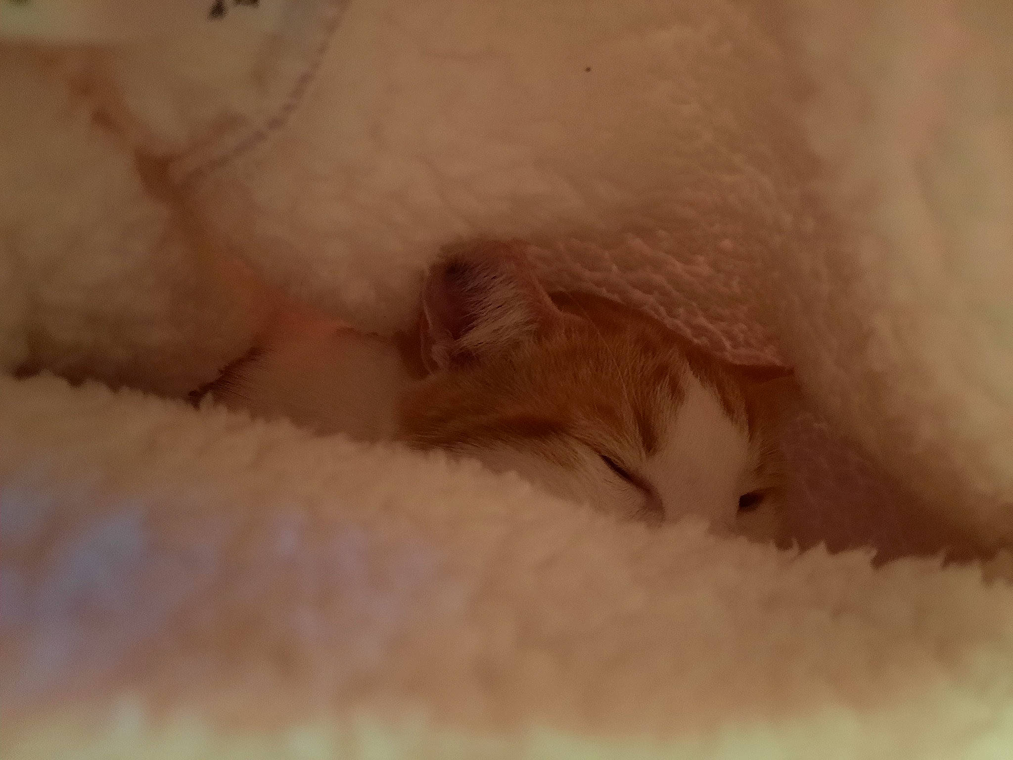 Origan participe au concours pour gagner de l'argent avec cette photo : carnivore, cat, claw, comfort, fawn, felidae, foot, fur, paw, small_to_medium_sized_cats, snout, tail, terrestrial_animal, whiskers