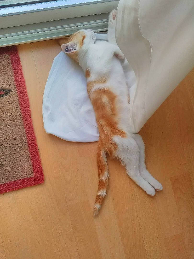 Origan participe au concours pour gagner de l'argent avec cette photo : canidae, carnivore, cat, comfort, companion_dog, dog_breed, domestic_short_haired_cat, fawn, felidae, floor, flooring, fur, hardwood, linens, paw, small_to_medium_sized_cats, sporting_group, tail, whiskers, wood