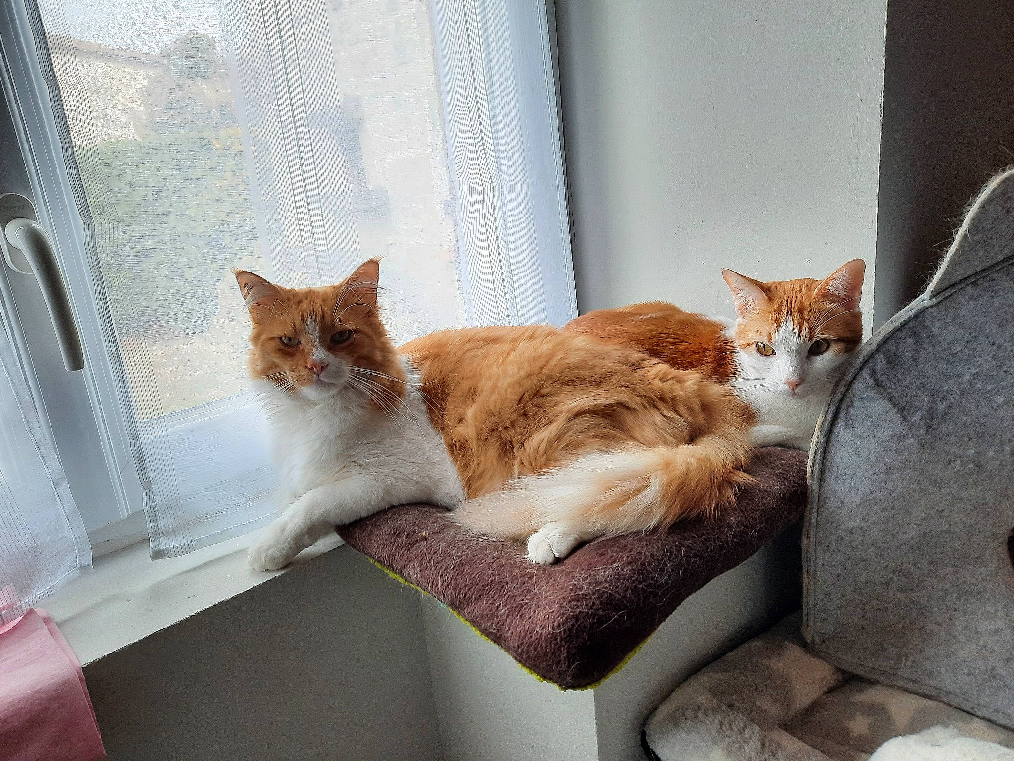 Origan Et O'My a rejoint le concours — aidez-le/la à gagner de superbes lots ! carnivore, cat, claw, comfort, couch, domestic_short_haired_cat, fawn, felidae, fur, hardwood, paw, plant, room, sitting, small_to_medium_sized_cats, tail, tree, whiskers, window, wood