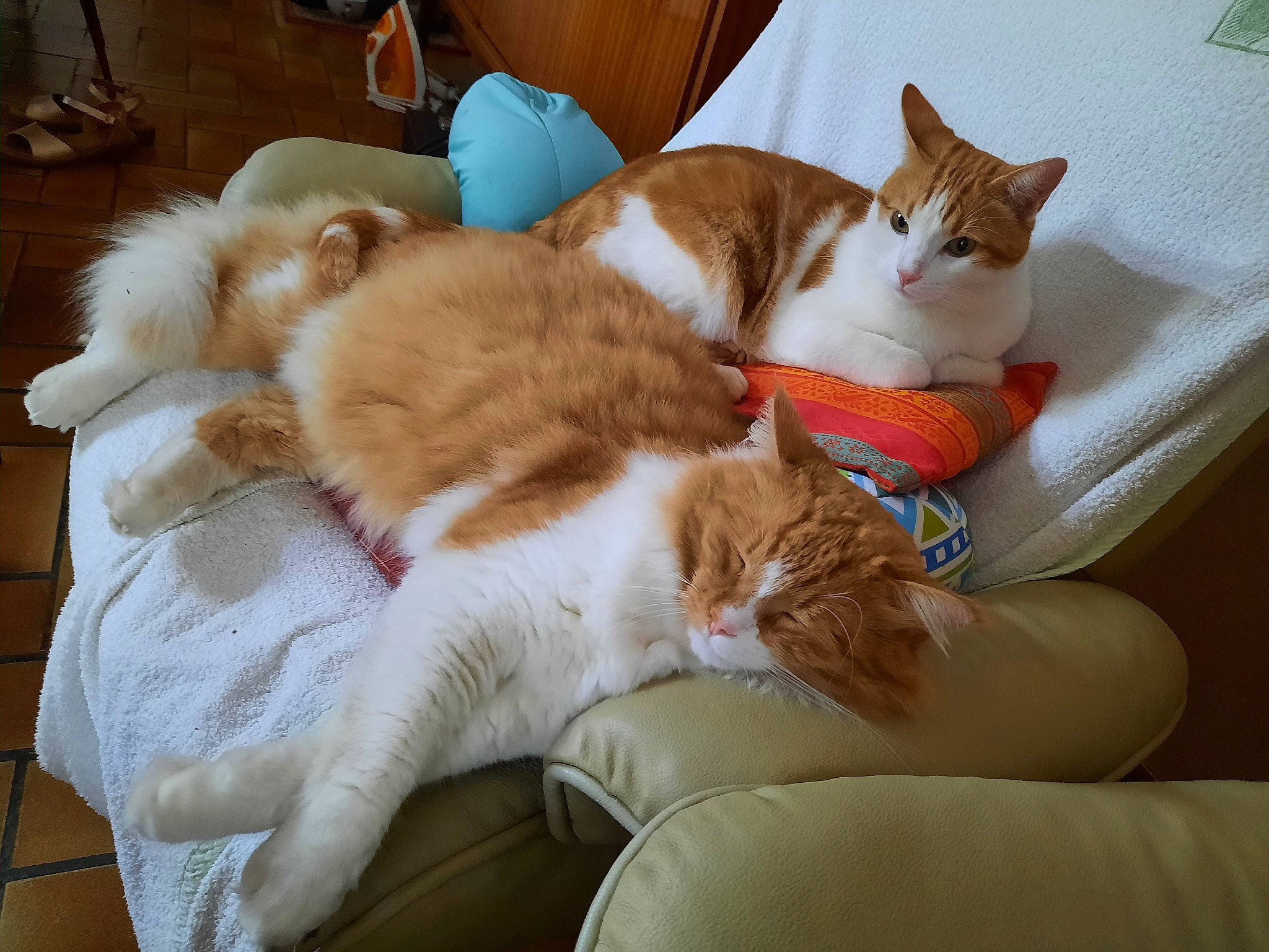 Origan Et O'My participe au concours pour gagner de l'argent avec cette photo : carnivore, cat, claw, comfort, companion_dog, domestic_short_haired_cat, fawn, felidae, flooring, fur, hardwood, lap, nap, paw, sitting, small_to_medium_sized_cats, tail, whiskers, wood