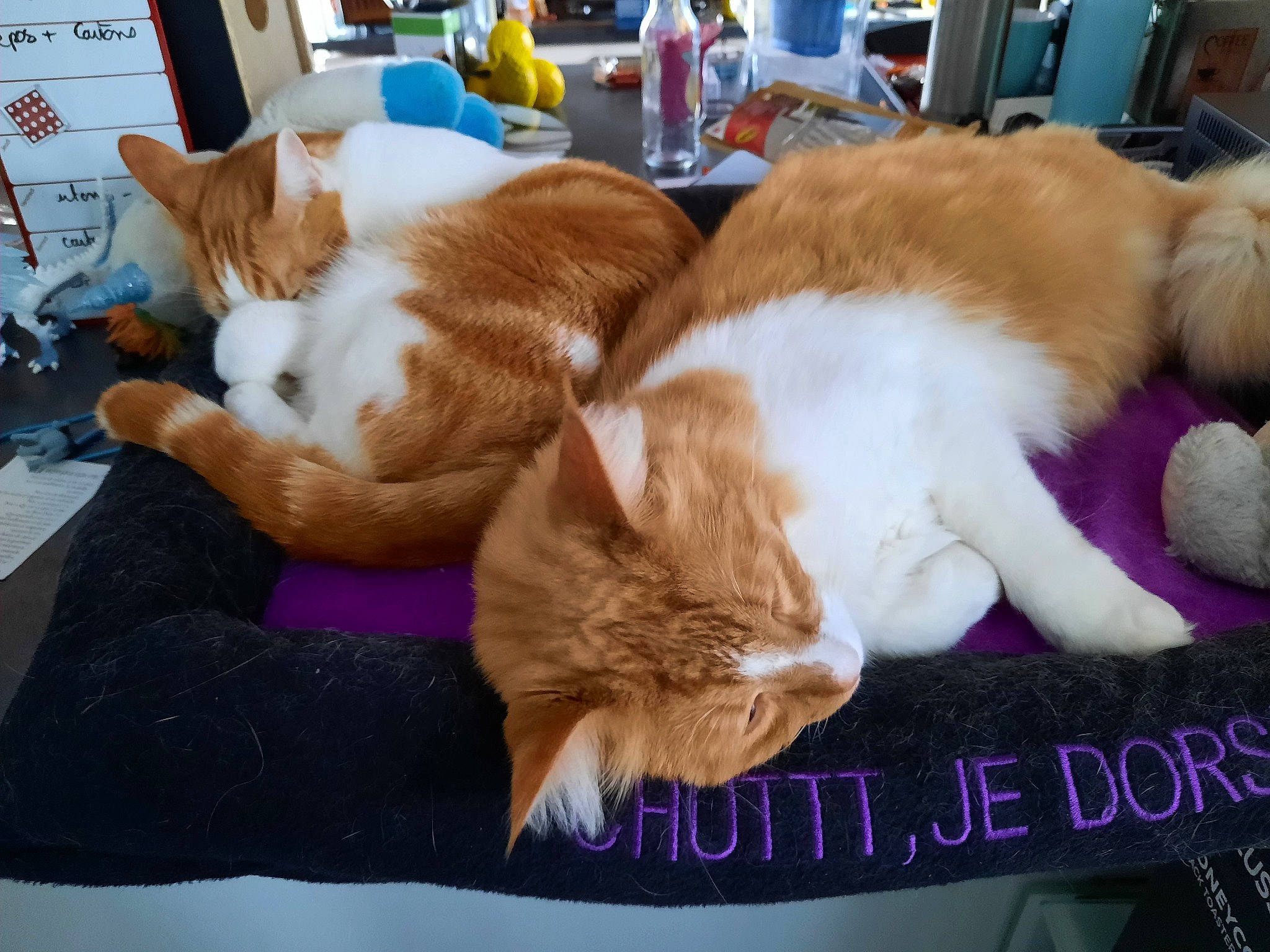 Origan Et O'My participe au concours pour gagner de l'argent avec cette photo : canidae, carnivore, cat, comfort, companion_dog, dog_breed, domestic_short_haired_cat, event, fawn, felidae, flooring, fur, hardwood, lap, nap, paw, small_to_medium_sized_cats, tail, whiskers, wood