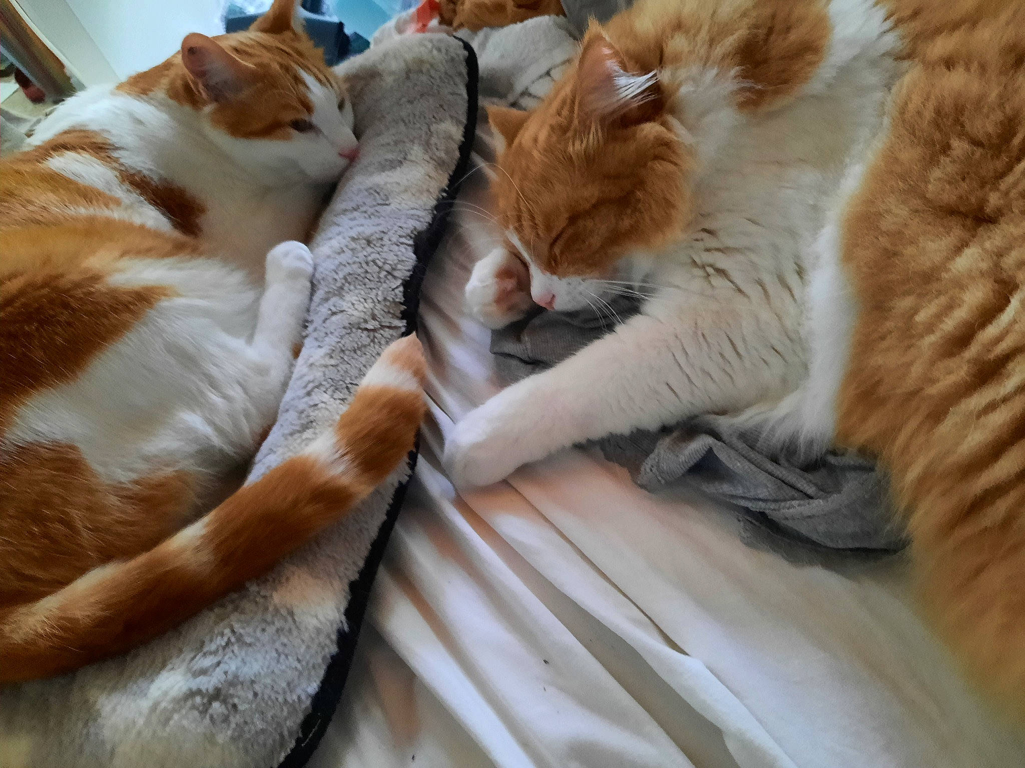 Origan Et O'My participe au concours pour gagner de l'argent avec cette photo : carnivore, cat, claw, comfort, domestic_short_haired_cat, fawn, felidae, fur, houseplant, human_leg, mammal, nap, paw, small_to_medium_sized_cats, snout, tail, vertebrate, whiskers, window, wood