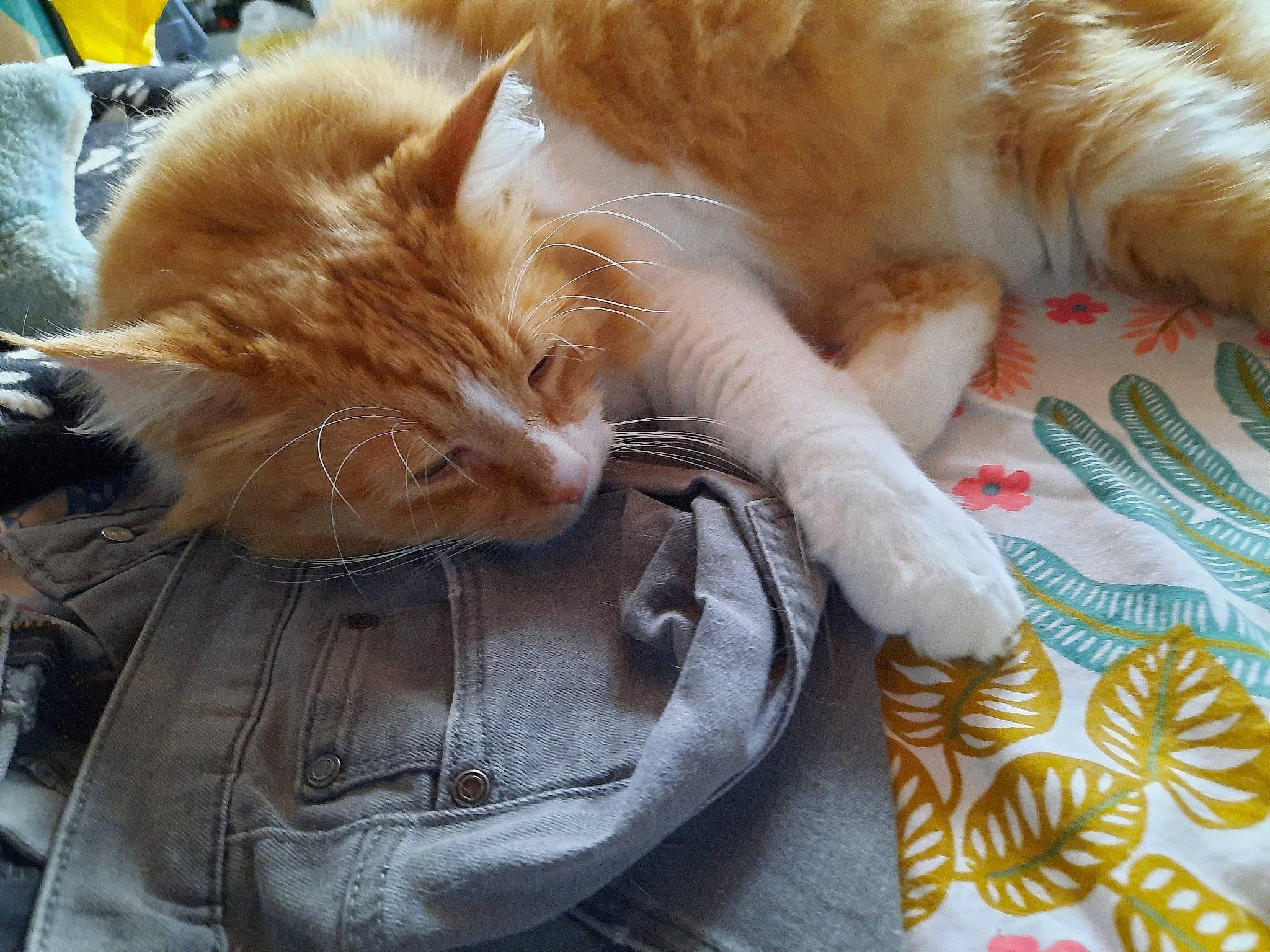 O'My participe au concours pour gagner de l'argent avec cette photo : bag, carnivore, cat, comfort, domestic_short_haired_cat, fashion_accessory, fawn, felidae, fur, human_leg, leather_jacket, linens, luggage_and_bags, orange, paw, small_to_medium_sized_cats, snout, tail, textile, whiskers