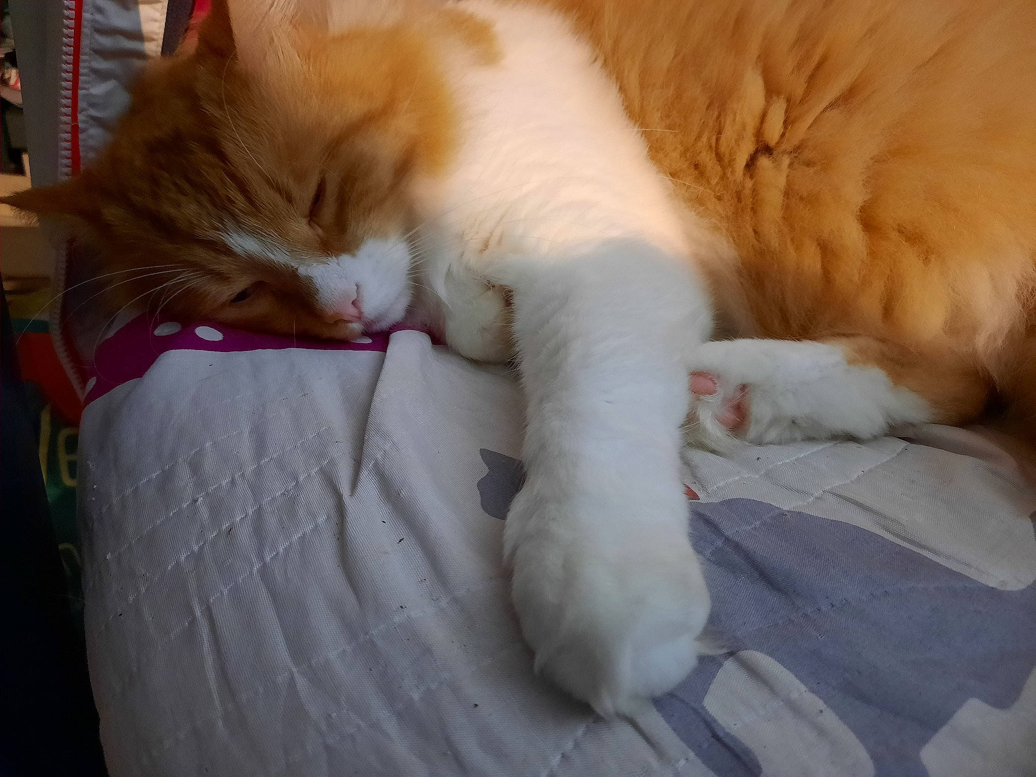 O'My participe au concours pour gagner de l'argent avec cette photo : bookcase, carnivore, cat, claw, comfort, domestic_short_haired_cat, fawn, felidae, foot, fur, human_leg, linens, nap, paw, shelf, sleep, small_to_medium_sized_cats, snout, tail, whiskers