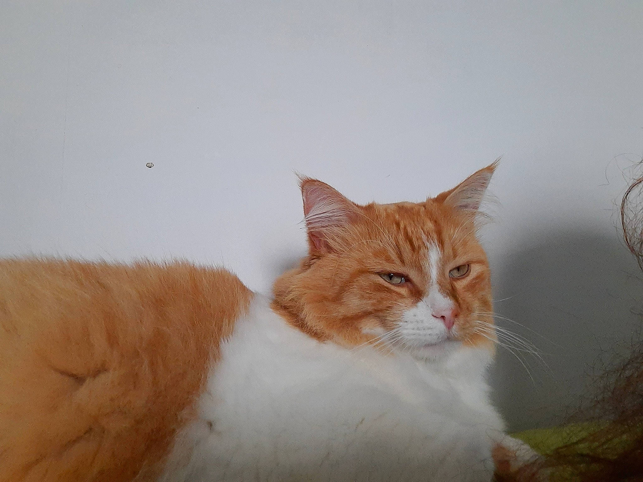 O'My a rejoint le concours — aidez-le/la à gagner de superbes lots ! art, carnivore, cat, domestic_short_haired_cat, eye, fawn, felidae, fur, paw, sitting, small_to_medium_sized_cats, snout, tail, terrestrial_animal, whiskers, wildlife, wood