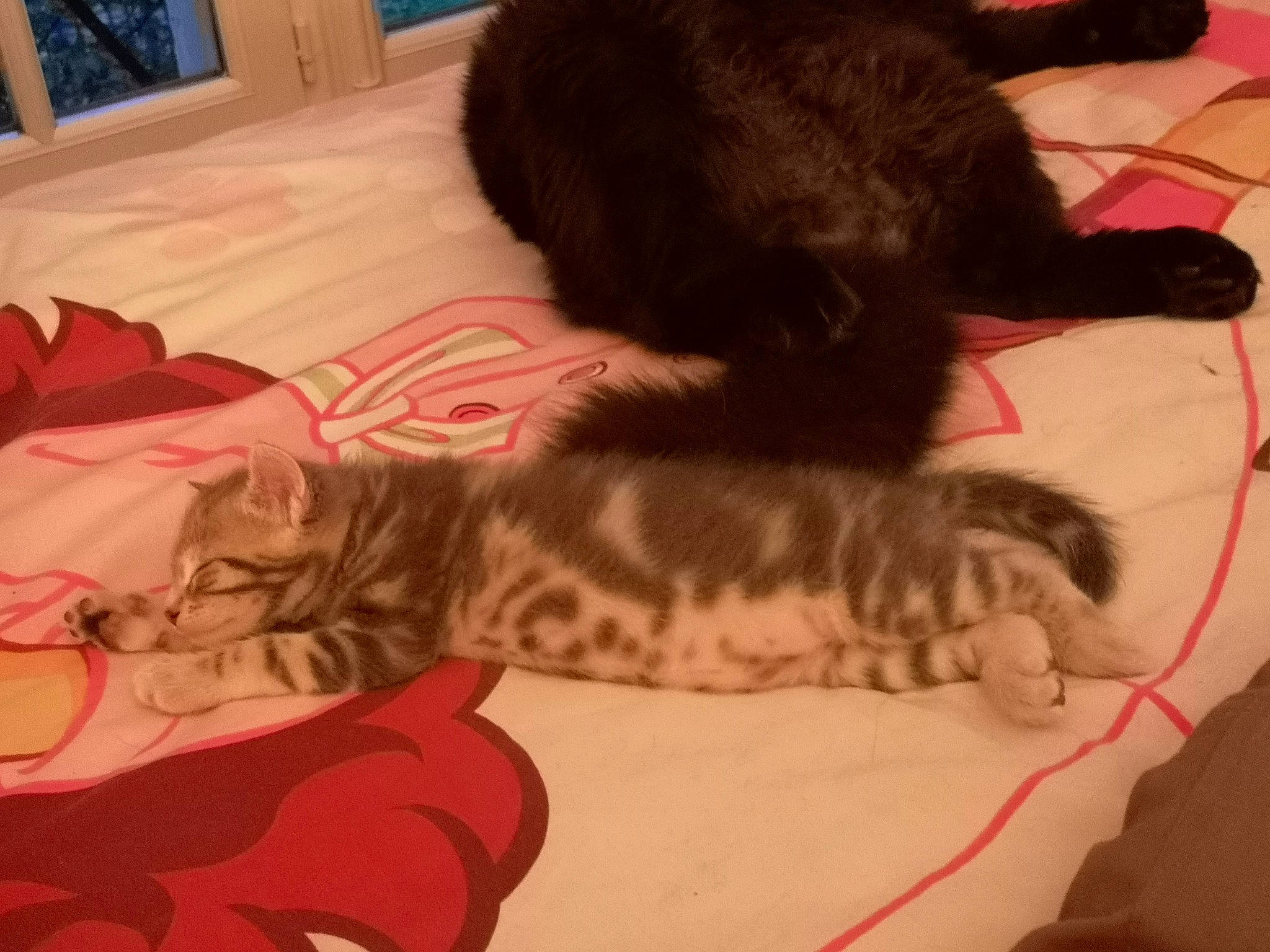 Roosevelt a rejoint le concours — aidez-le/la à gagner de superbes lots ! asian, carnivore, cat, ear, european_shorthair, felidae, fur, kitten, mammal, norwegian_forest_cat, paw, small_to_medium_sized_cats, tail, whiskers