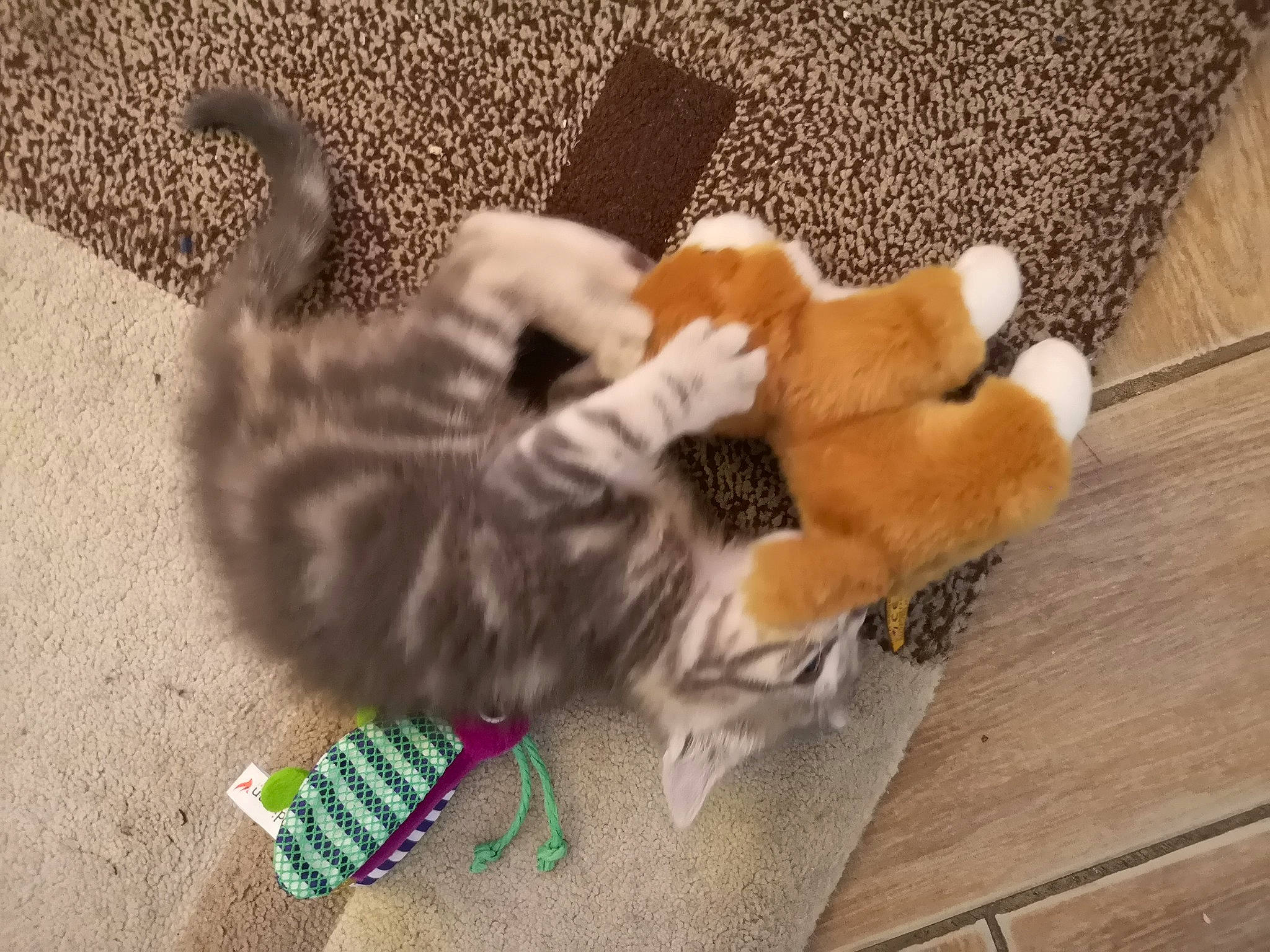 Roosevelt participe au concours pour gagner de l'argent avec cette photo : american_curl, canidae, carnivore, cat, claw, dog_toy, european_shorthair, fawn, felidae, fur, kitten, munchkin, norwegian_forest_cat, paw, play, polydactyl_cat, puppy, small_to_medium_sized_cats, tabby_cat, tail