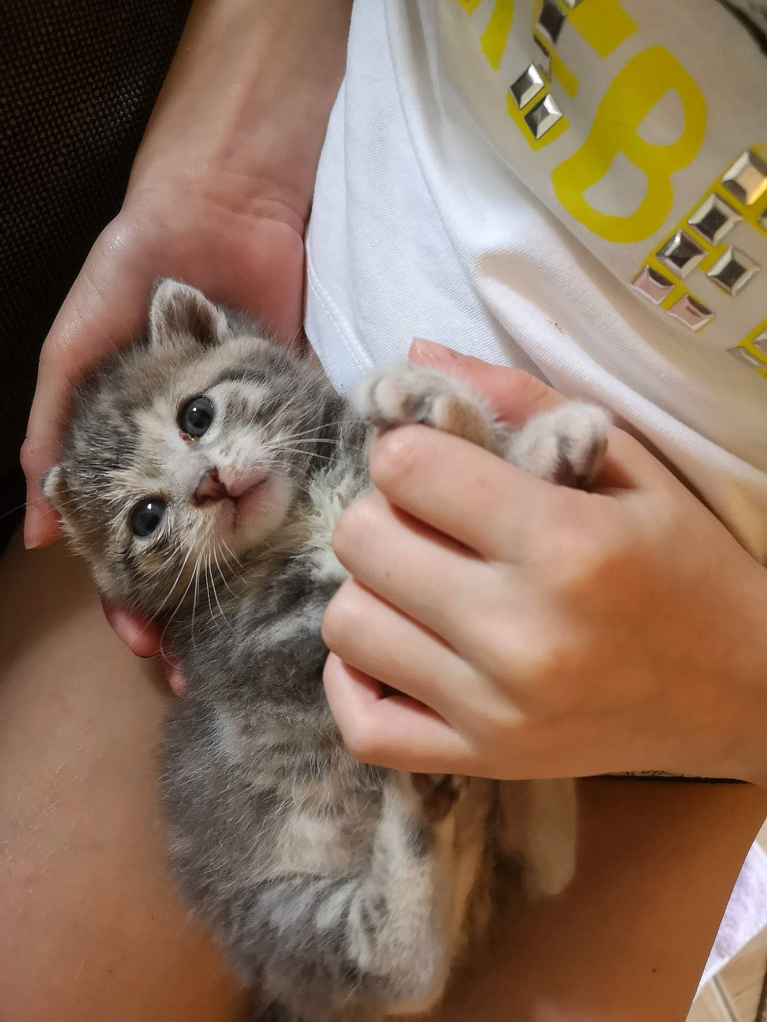 Roosevelt participe au concours pour gagner de l'argent avec cette photo : american_curl, american_shorthair, asian, australian_mist, british_semi_longhair, carnivore, cat, domestic_short_haired_cat, dragon_li, european_shorthair, felidae, fur, kitten, mammal, munchkin, pixie_bob, polydactyl_cat, small_to_medium_sized_cats, tabby_cat, whiskers