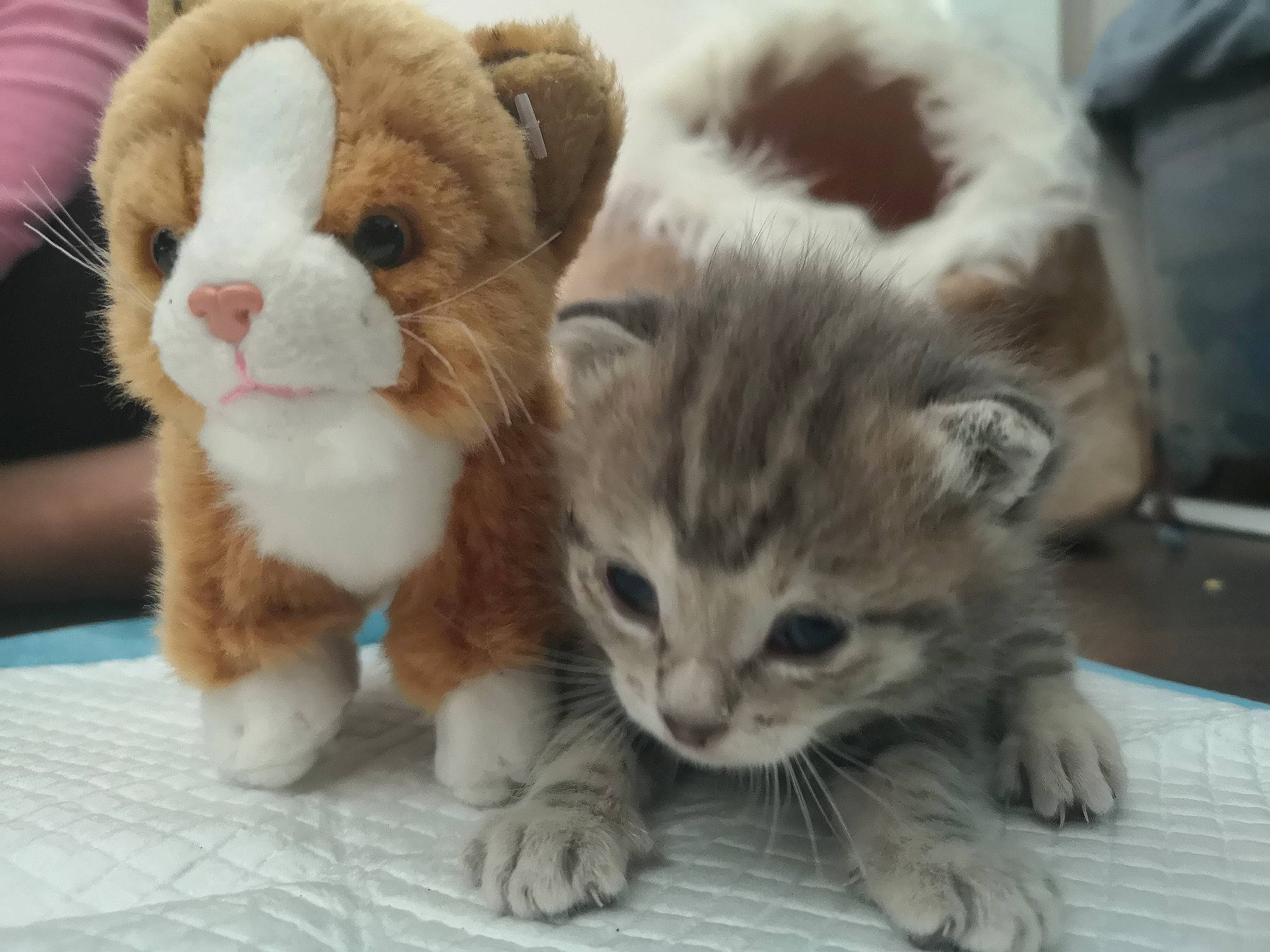 Roosevelt participe au concours pour gagner de l'argent avec cette photo : aegean_cat, american_curl, american_shorthair, american_wirehair, carnivore, cat, domestic_short_haired_cat, european_shorthair, felidae, kitten, mammal, munchkin, nose, polydactyl_cat, scottish_fold, small_to_medium_sized_cats, snout, tabby_cat, vertebrate, whiskers