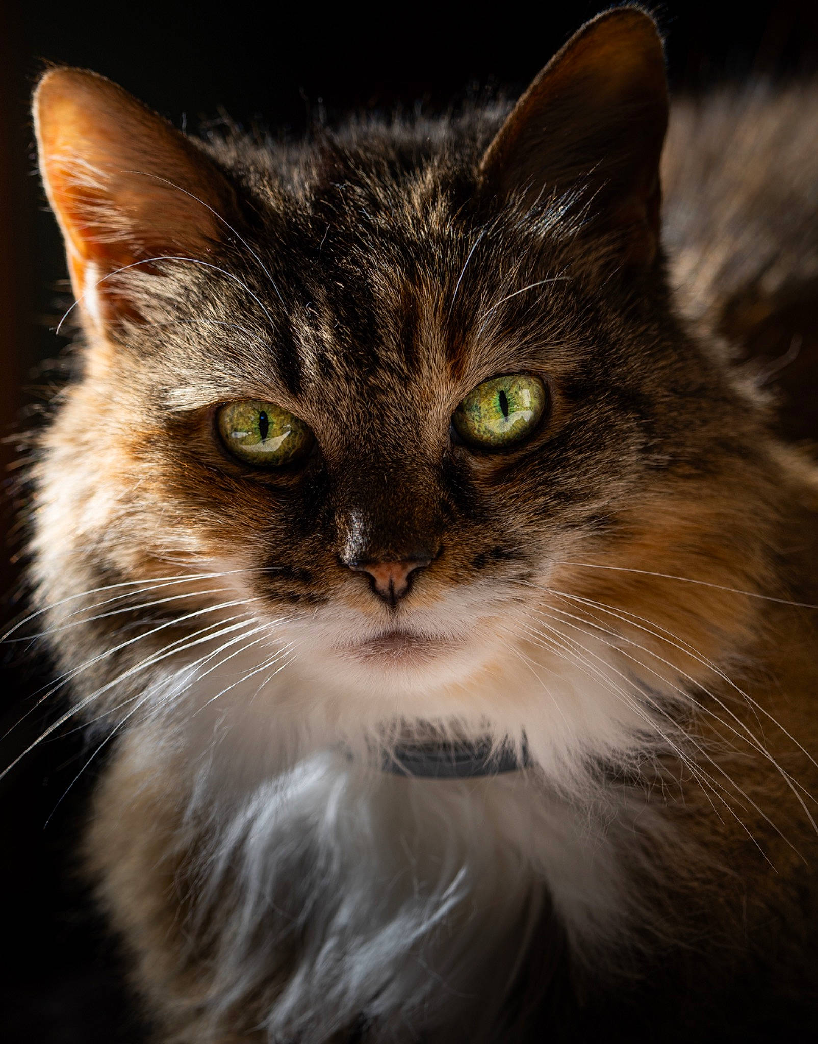 Jazmine joined the competition — help win amazing prizes! carnivore, cat, darkness, domestic_short_haired_cat, eye, felidae, fur, grass, hair, head, small_to_medium_sized_cats, snout, terrestrial_animal, tree, whiskers, wildlife, window