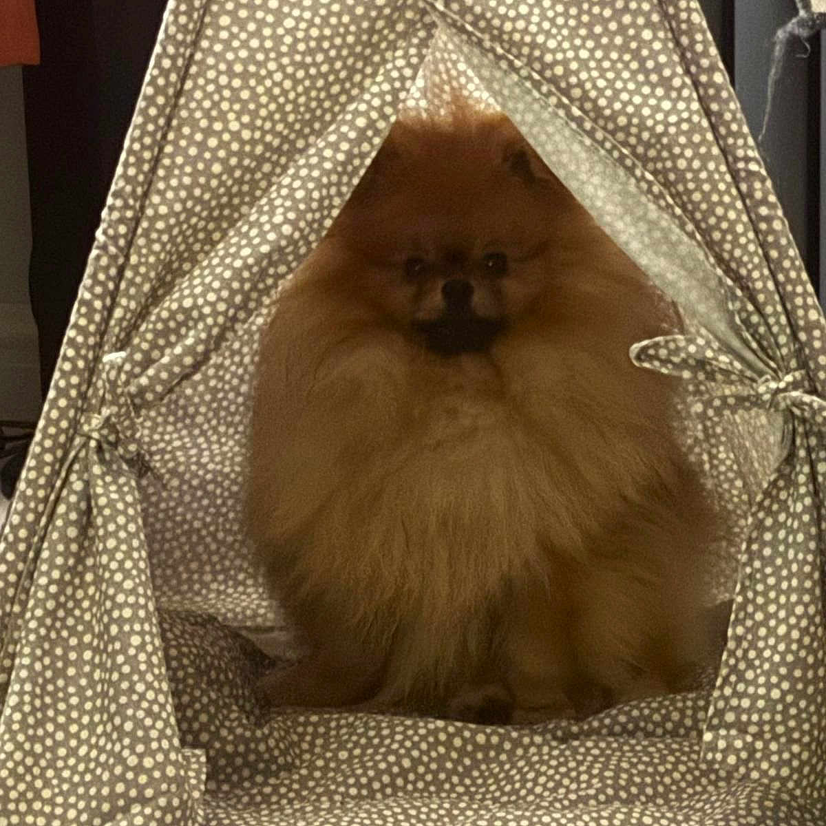Buddy is registered to the contest to win money with this photo: adult, animal, bed, bride, canine, cat, cradle, den, dog, dogbed, female, furniture, indoors, kitten, person, pet, puppy, tent, wedding, woman