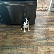 Wilbur is registered to the contest to win money with this photo: puppy, dog, black_and_white, sitting, wooden_floor, kitchen, appliance, stainless_steel, tile_floor, curious, pet, indoor, domestic, young_dog, floor_mat, reflection, collar, head_tilt, small_dog, cute