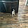 Wilbur