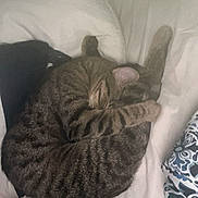 Willow is registered to the contest to win money with this photo: cat, tabby, sleeping, bed, blanket, paw, cozy, feline, striped, fur, domestic_animal, resting, indoor, cute, pet, animal, white_bedding, patterned_blanket, relaxing, nap