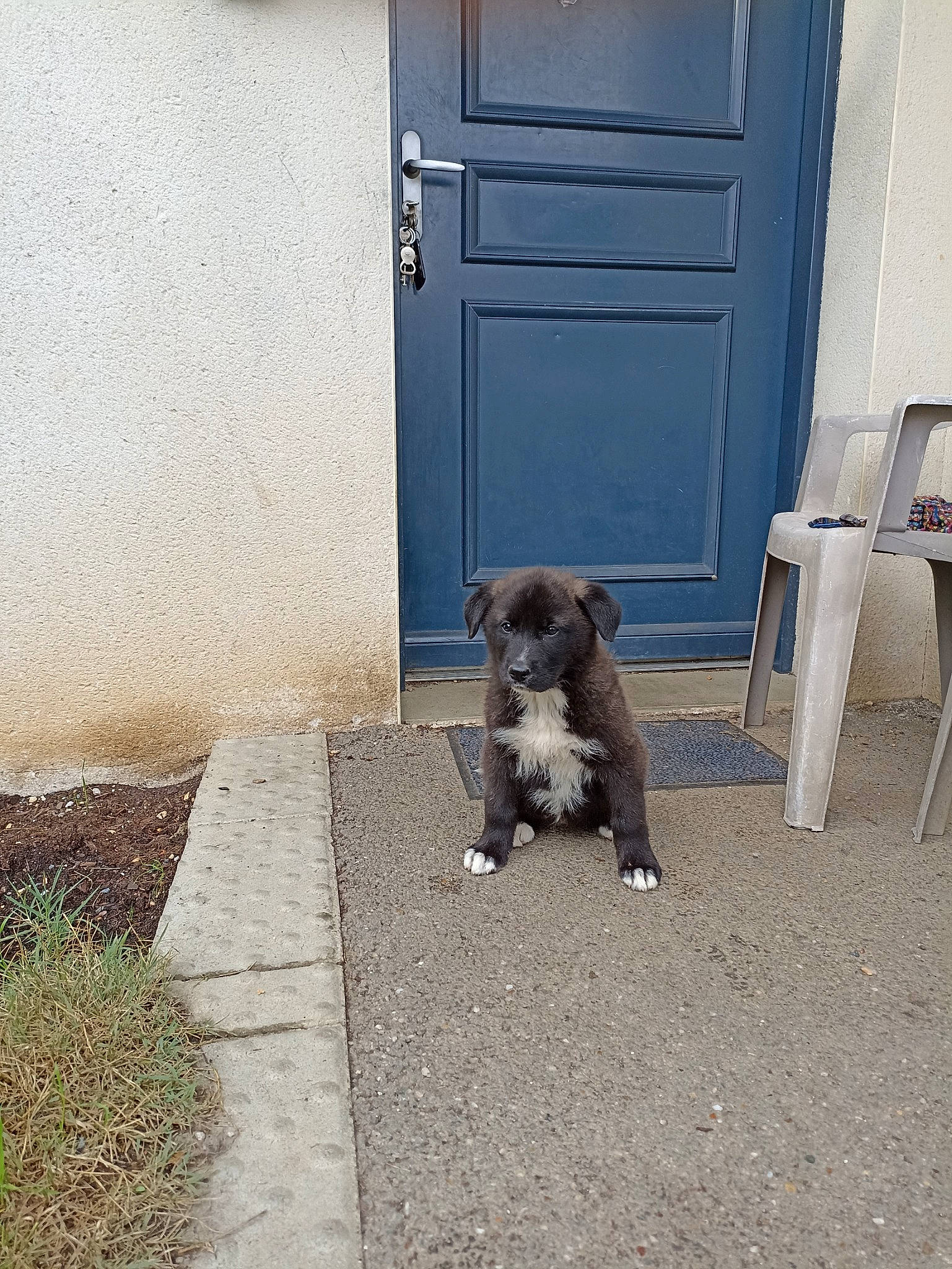 Ella participe au concours pour gagner de l'argent avec cette photo : carnivore, chair, companion_dog, dog, dog_breed, door, fawn, flooring, grass, grey, home_door, road_surface, small_terrier, snout, sporting_group, tail, terrier, toy_dog, vertebrate, working_animal