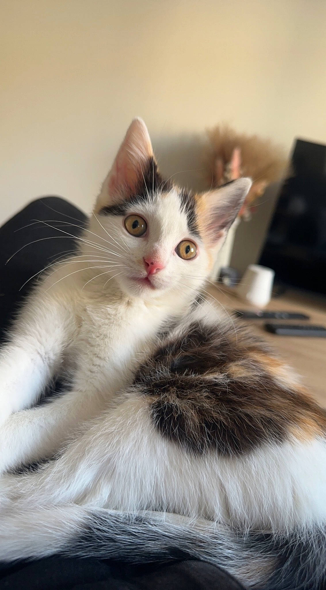 Tycha a rejoint le concours — aidez-le/la à gagner de superbes lots ! box, carnivore, cat, claw, comfort, domestic_short_haired_cat, fawn, felidae, fur, paw, sitting, small_to_medium_sized_cats, snout, tail, whiskers