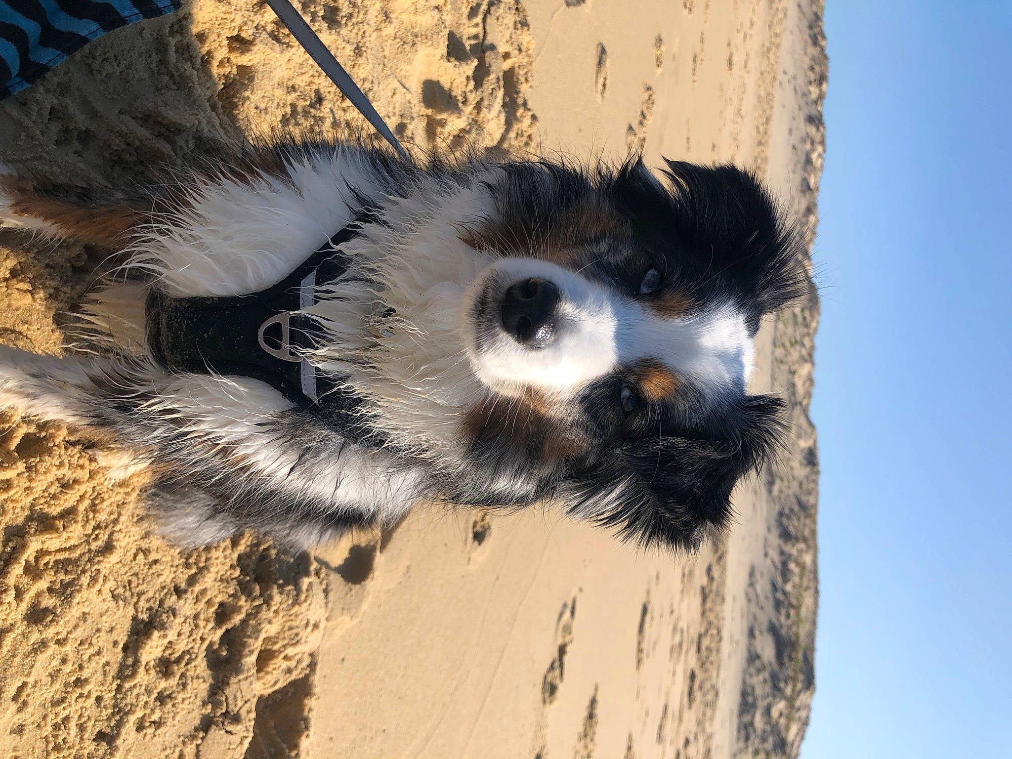 Jade participe au concours pour gagner de l'argent avec cette photo : carnivore, fur, landscape, sky, snout, soil, terrestrial_animal, tree, whiskers, wildlife, window, wood
