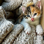 Vayna a rejoint le concours — aidez-le/la à gagner de superbes lots ! kitten, cat, calico, feline, pet, animal, cute, cozy, blanket, texture, cardboard_box, fur, whiskers, paw, indoor, closeup, young, small, resting, curious
