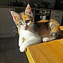 kitten, calico, cat, feline, fur, whiskers, ears, table, wood, sunlight, indoor, kitchen, curious, pet, animal, domestic, cute, young, resting, soft_light