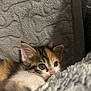 kitten, calico, cat, pet, feline, cute, cozy, blanket, fur, whiskers, ears, sleepy, resting, closeup, indoor, soft, texture, paws, young, animal