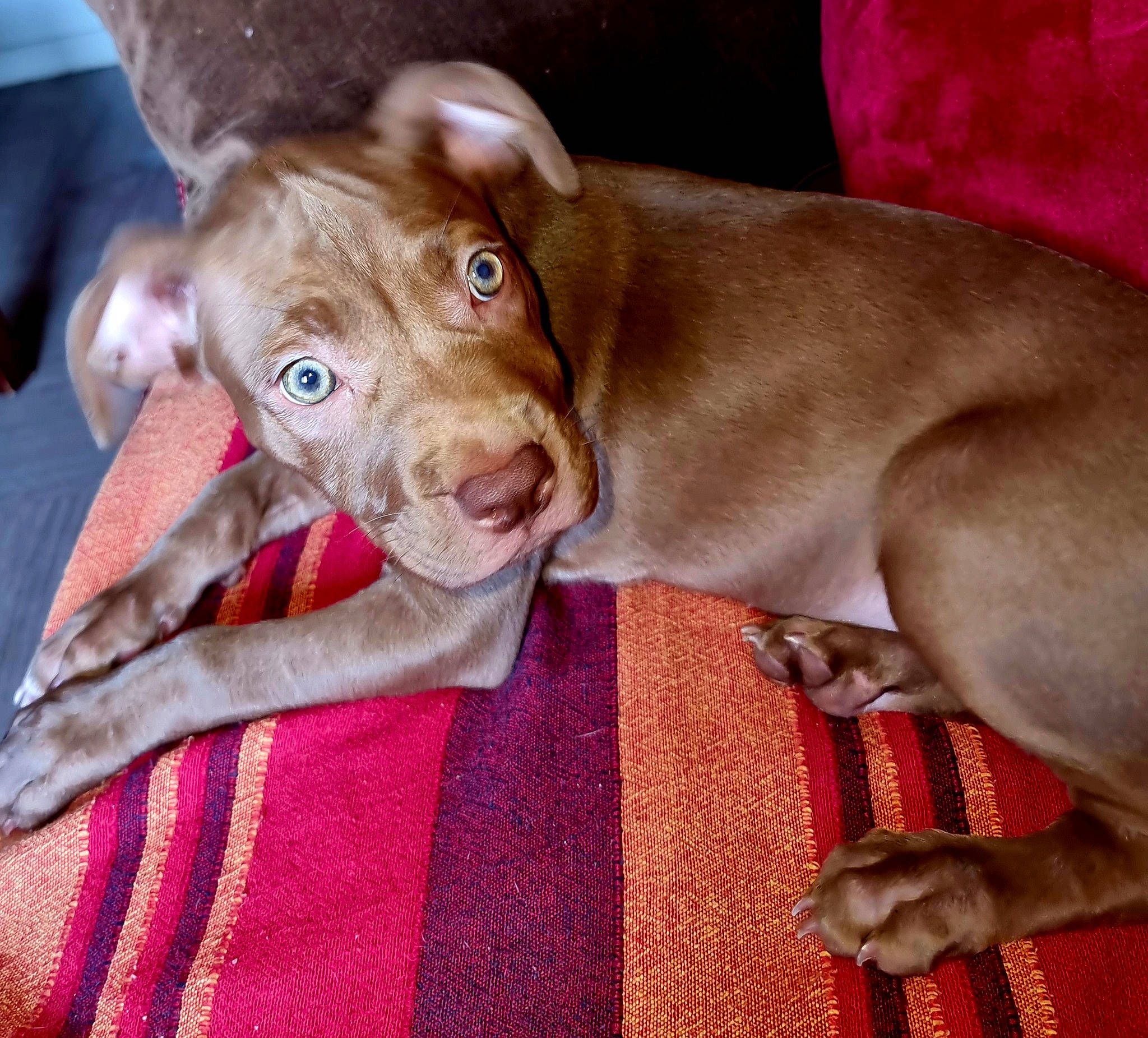 Chocolatine participe au concours pour gagner de l'argent avec cette photo : canidae, carnivore, collar, comfort, companion_dog, dog, dog_breed, dog_collar, dog_supply, fawn, fur, gun_dog, liver, pet_supply, pointing_breed, snout, sporting_group, weimaraner, whiskers, working_animal