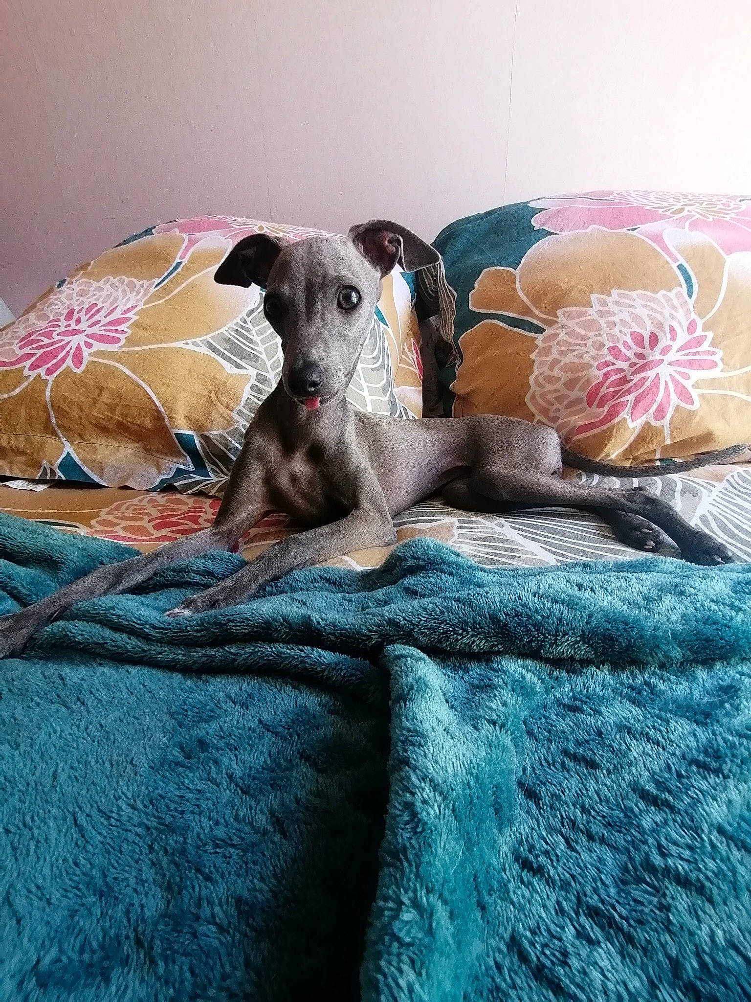 Uliana participe au concours pour gagner de l'argent avec cette photo : bed, bed_sheet, bedding, canidae, carnivore, comfort, companion_dog, dog, dog_breed, dog_supply, duvet, fawn, fur, linens, rampur_greyhound, sighthound, sporting_group, terrestrial_animal, toy_dog, working_animal