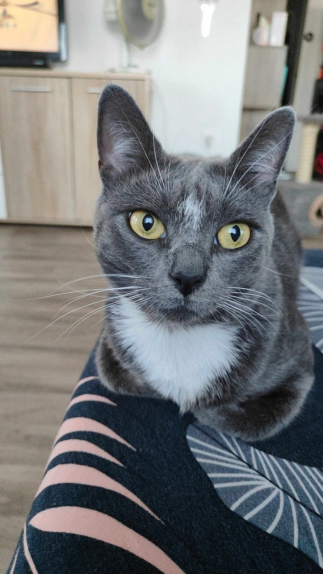Minou a rejoint le concours — aidez-le/la à gagner de superbes lots ! cat, gray_cat, yellow_eyes, indoor, close_up, pet, whiskers, fur, domestic_cat, animal, face, ears, curious, sitting, feline, tablecloth, pattern, home, floor, cabinet