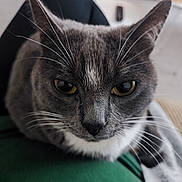 Minou participe au concours pour gagner de l'argent avec cette photo : cat, gray_cat, white_fur, yellow_eyes, whiskers, close_up, pet, animal, feline, indoor, blurred_background, curious, sitting, fur_texture, face, portrait, green_surface, domestic_cat, cute, focused