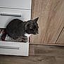 Minou participe au concours pour gagner de l'argent avec cette photo : cat, drawer, curious, gray_cat, white_chest, wooden_floor, kitchen, cabinet, pet, indoor, feline, animal, fur, whiskers, side_view, home, looking, domestic, small, cute