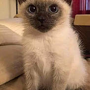 Jasper joined the competition — help win amazing prizes! cat, kitten, siamese, pet, animal, feline, ears, whiskers, fur, sitting, indoor, closeup, cute, young, soft, tail, eyes, portrait, mammal, domestic