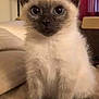 cat, kitten, siamese, pet, animal, feline, ears, whiskers, fur, sitting, indoor, closeup, cute, young, soft, tail, eyes, portrait, mammal, domestic