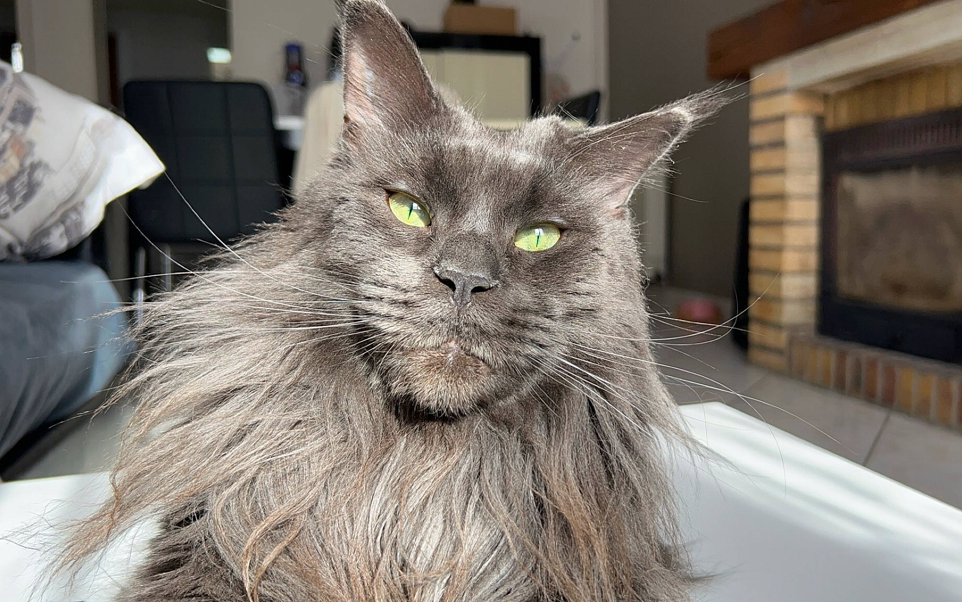 Rosie a rejoint le concours — aidez-le/la à gagner de superbes lots ! black_cat, british_longhair, carnivore, cat, domestic_short_haired_cat, event, felidae, fur, grey, small_to_medium_sized_cats, snout, terrestrial_animal, whiskers