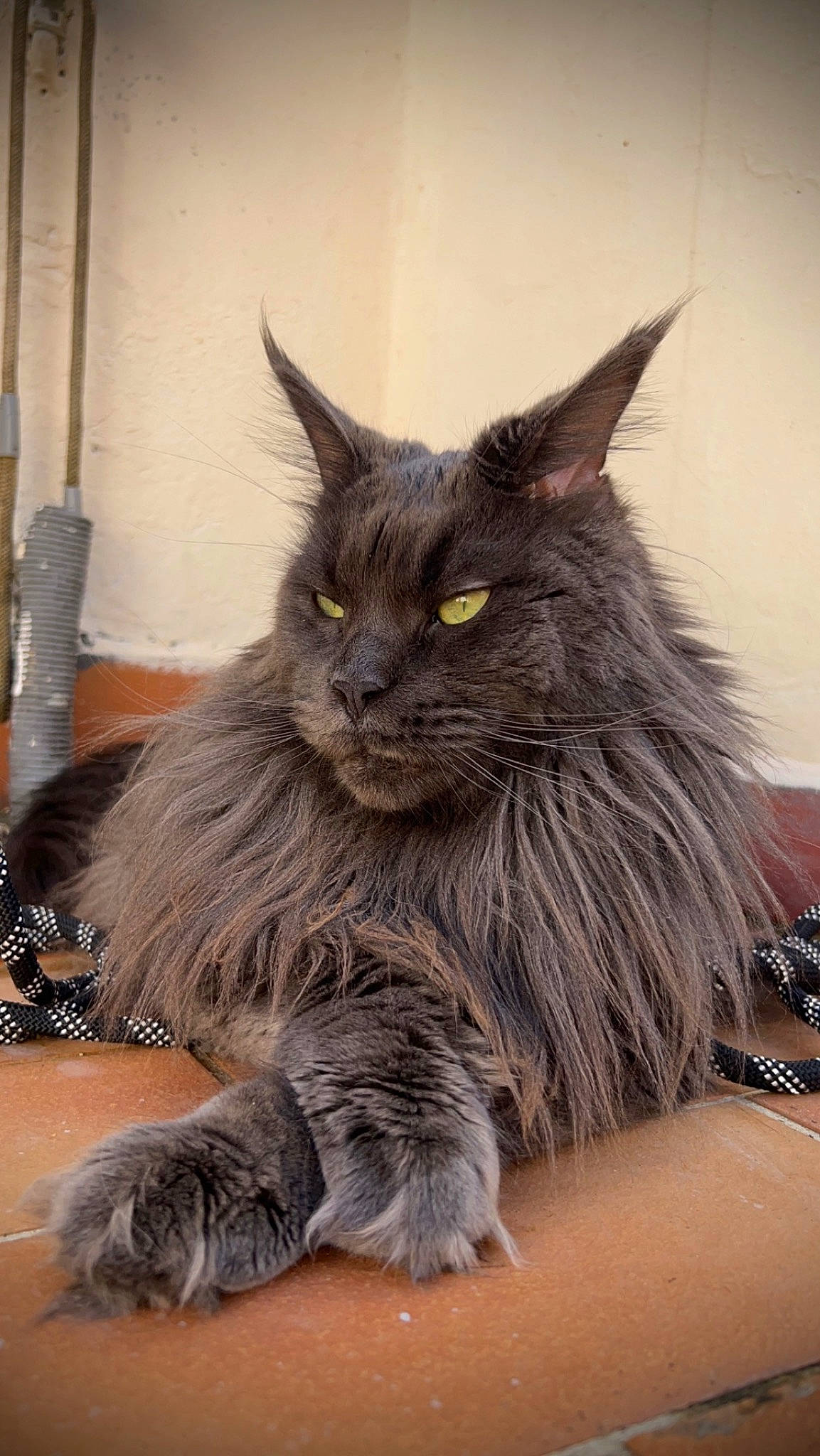 Rosie a rejoint le concours — aidez-le/la à gagner de superbes lots ! black_cat, carnivore, cat, claw, domestic_short_haired_cat, fawn, felidae, fur, grey, small_to_medium_sized_cats, snout, tail, terrestrial_animal, whiskers