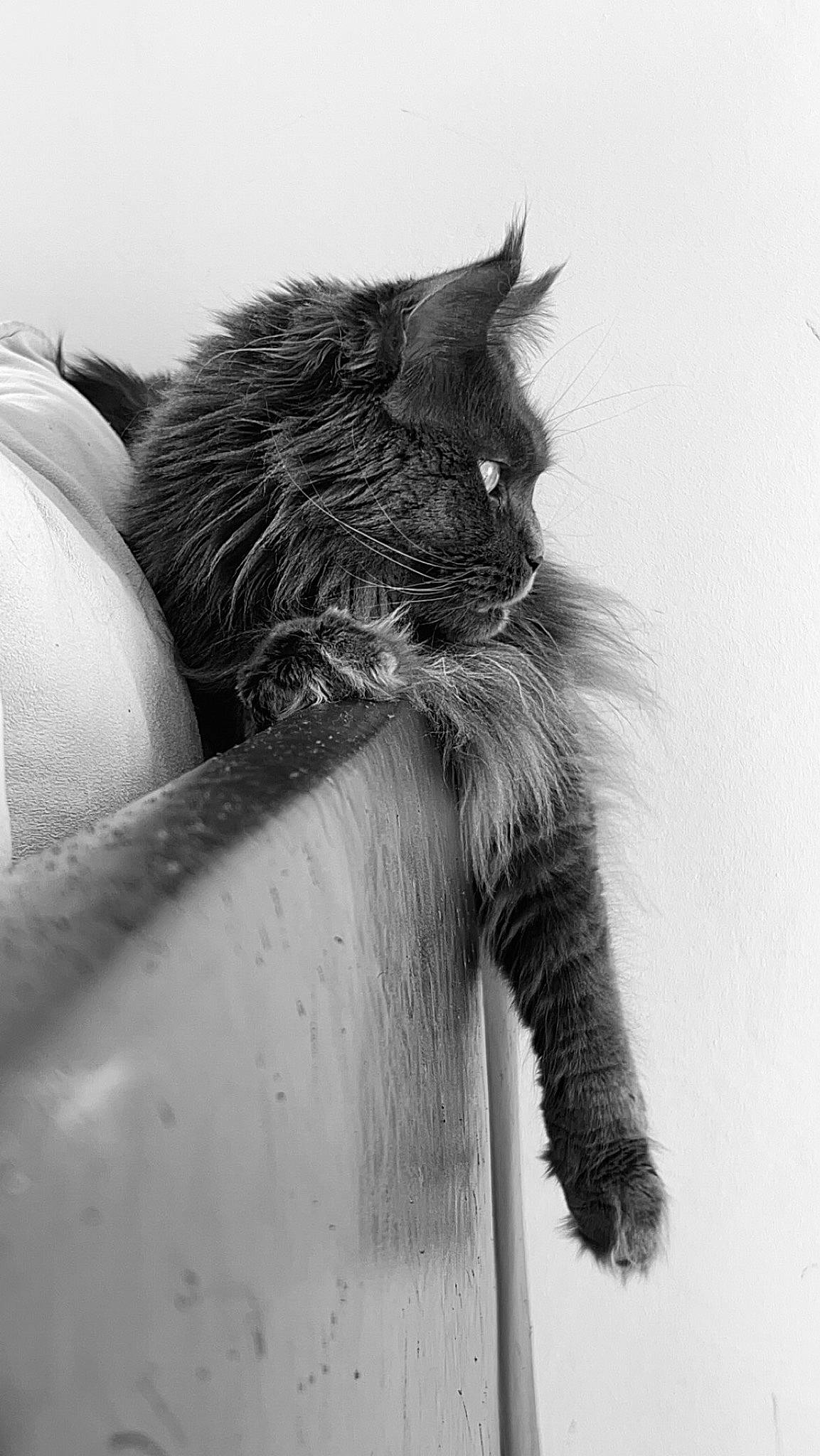 Rosie participe au concours pour gagner de l'argent avec cette photo : black_cat, carnivore, cat, claw, domestic_short_haired_cat, felidae, flowerpot, fur, grey, human_leg, monochrome, monochrome_photography, paw, small_to_medium_sized_cats, snout, still_life_photography, tail, whiskers, window