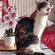 Lolotte participe au concours pour gagner de l'argent avec cette photo : calico_cat, cat, couch, cozy, domestic_animal, feline, flower_pot, fur, home, houseplant, indoor, orchid, pet, plant, red_couch, table, tail, tile, whiskers, yawning_cat
