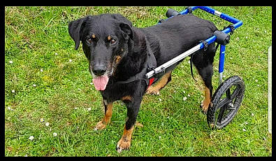 Goliath a rejoint le concours — aidez-le/la à gagner de superbes lots ! borador, canidae, carnivore, collar, companion_dog, dog, dog_breed, dog_collar, dog_supply, electric_blue, fashion_accessory, grass, guard_dog, leash, pet_supply, plant, tail, wheel, working_animal, working_dog