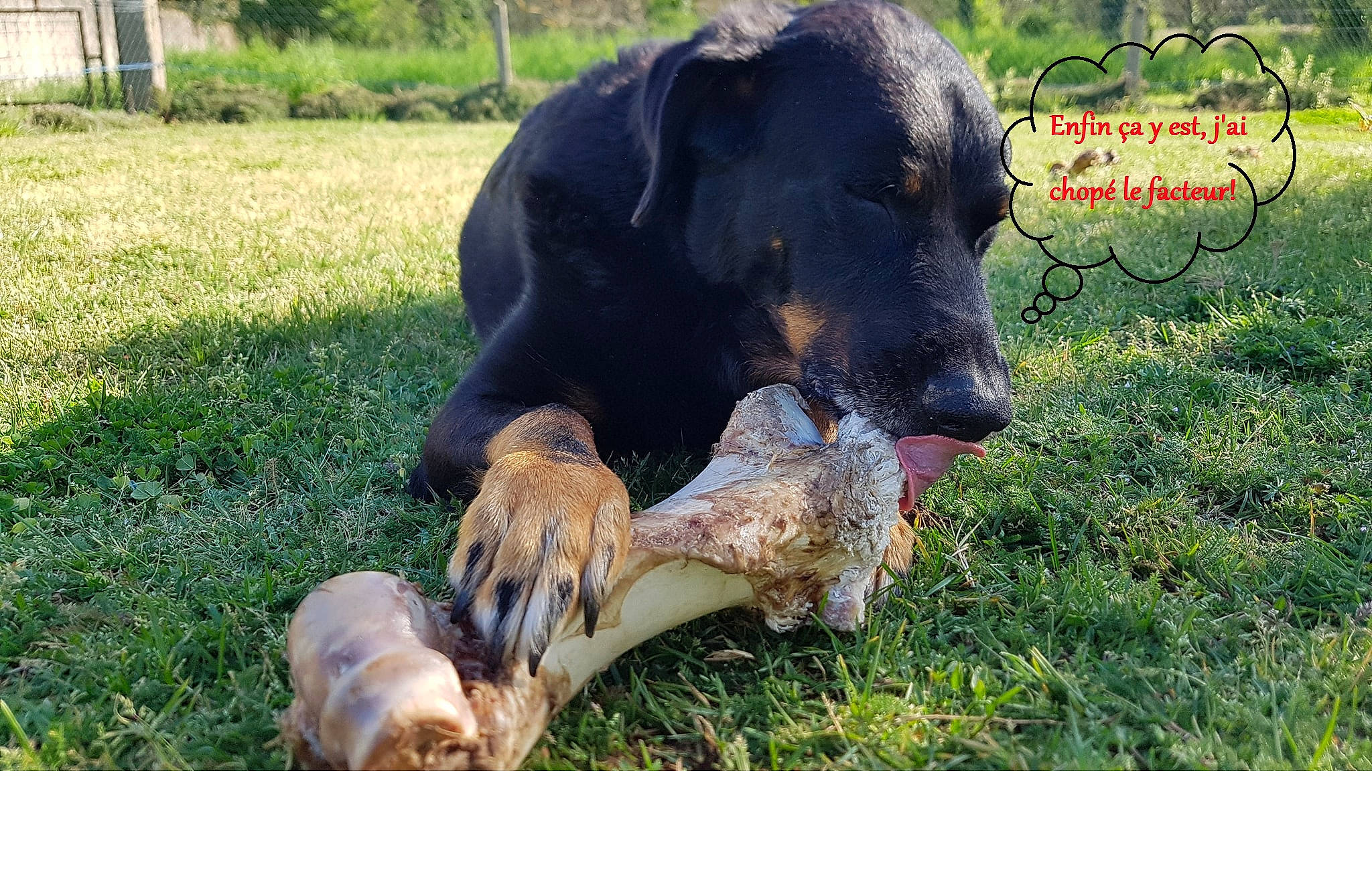 Goliath participe au concours pour gagner de l'argent avec cette photo : canidae, carnivore, collar, companion_dog, dog, dog_breed, dog_supply, event, fawn, grass, grassland, guard_dog, plant, prairie, snout, sporting_group, tail, terrestrial_animal, working_animal, working_dog
