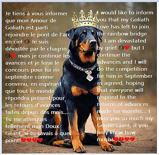 Goliath a rejoint le concours — aidez-le/la à gagner de superbes lots ! advertising, canidae, carnivore, companion_dog, dog, dog_breed, dog_supply, font, happy, internet_meme, paw, pet_supply, photo_caption, poster, sharing, snout, sporting_group, terrestrial_animal, working_animal, working_dog