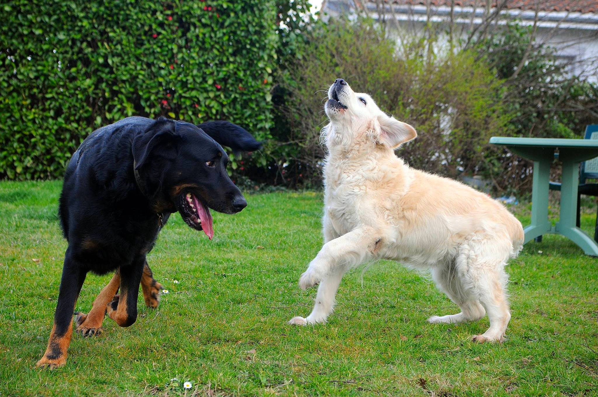 Goliath a rejoint le concours — aidez-le/la à gagner de superbes lots ! bench, canidae, carnivore, companion_dog, dog, dog_breed, dog_sports, grass, guard_dog, mammal, outdoor_bench, outdoor_furniture, plant, sporting_group, tail, working_dog