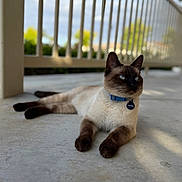 Pandy Patas joined the competition — help win amazing prizes! animal, blue_eyes, blurred_background, calm, cat, collar, concrete_floor, daylight, domestic_animal, ears, fur, lying_down, outdoor, pet, railing, relaxed, shadow, siamese_cat, tag, whiskers